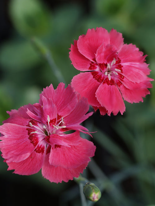 DIANTHUS 'RÖTKAPPCHEN'