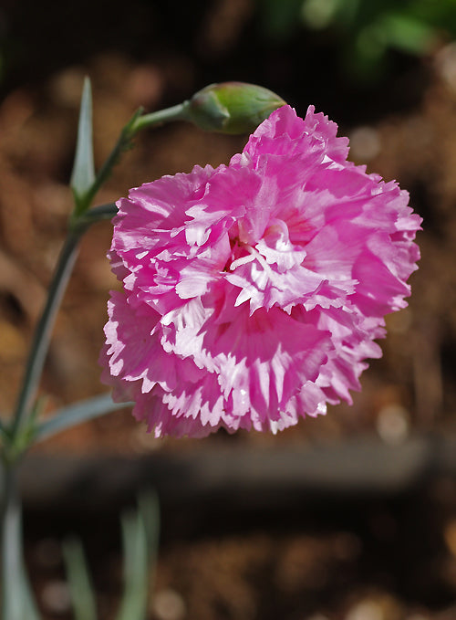 DIANTHUS 'ROSE DE MAI'