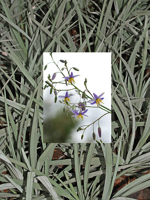 DIANELLA REVOLUTA 'BABY BLISS' – Cotswold Garden Flowers