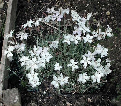 DIANTHUS SEROTINUS