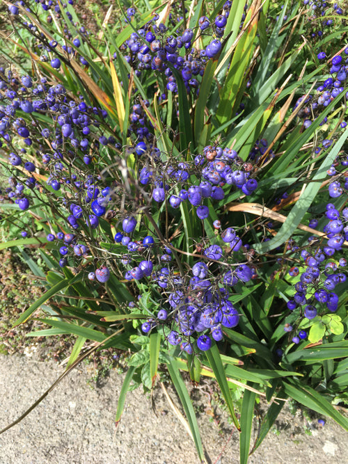 DIANELLA TASMANICA