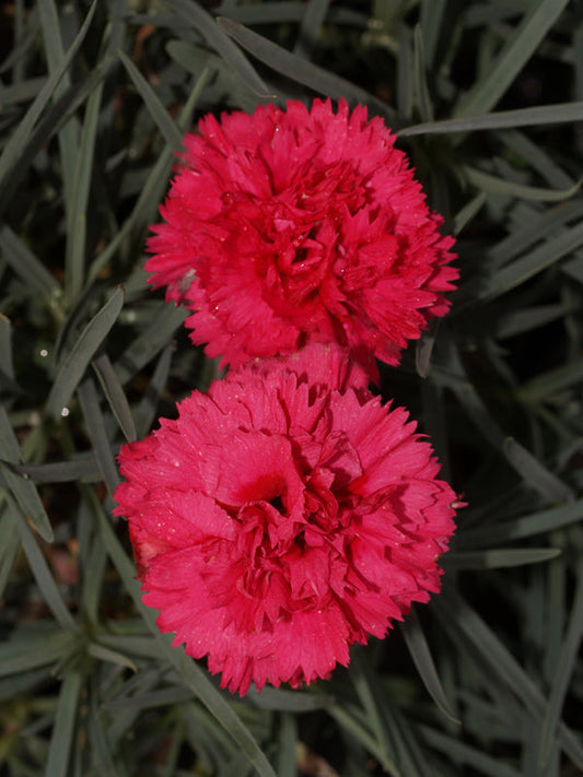 DIANTHUS 'WATERLOO SUNSET'