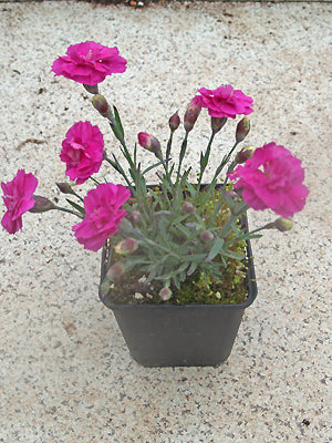 DIANTHUS 'WHATFIELD JOY'