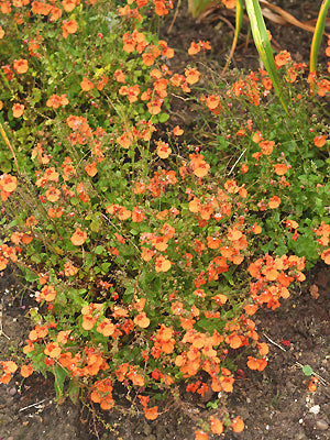 DIASCIA 'LITTLE TANGO'