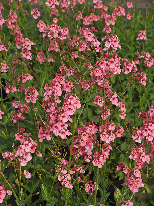 DIASCIA PERSONATA