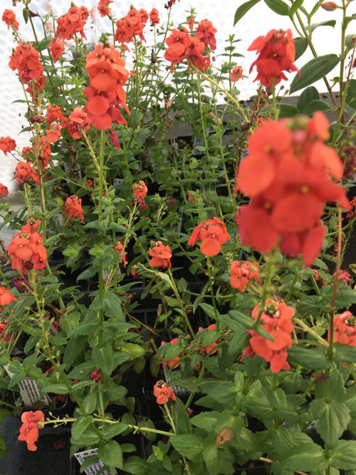 DIASCIA PERSONATA 'CORAL SPIRES'