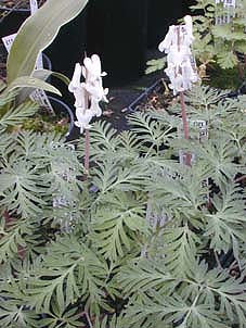 DICENTRA CANADENSIS