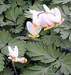 DICENTRA CUCULLARIA 'PITTSBURG'