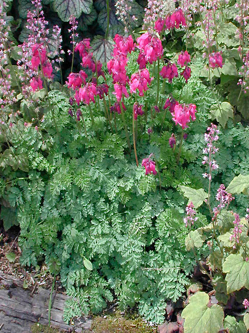 DICENTRA 'KING OF HEARTS'