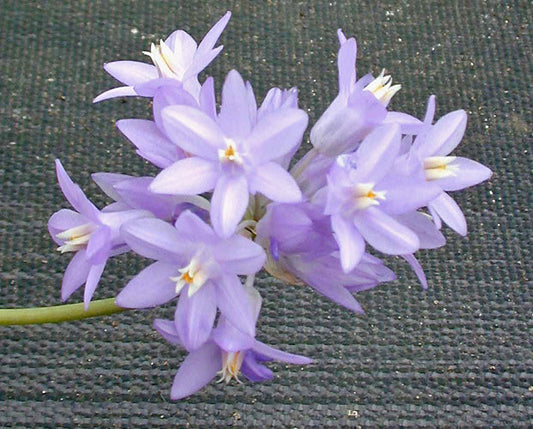 DICHELOSTEMMA CAPITATUM NNS 95-213