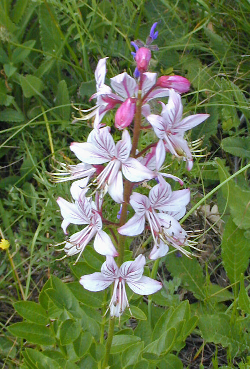 DICTAMNUS ALBUS var. ROSEUS