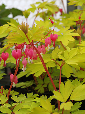 DICENTRA SPECTABILIS 'GOLD HEART'
