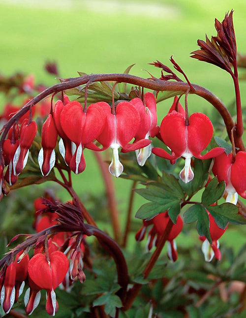 DICENTRA SPECTABILIS 'VALENTINE'