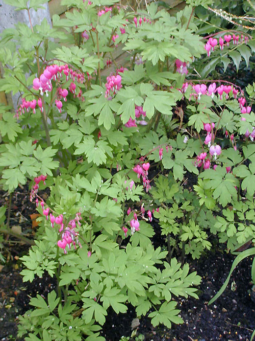 DICENTRA SPECTABILIS