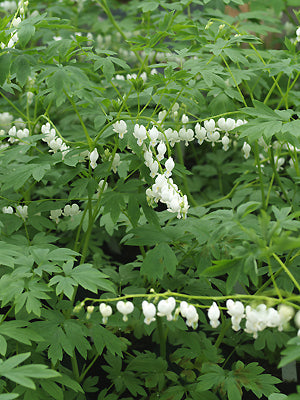 DICENTRA SPECTABILIS 'ALBA'