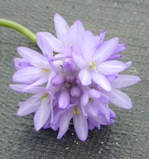 DICHELOSTEMMA CONGESTUM