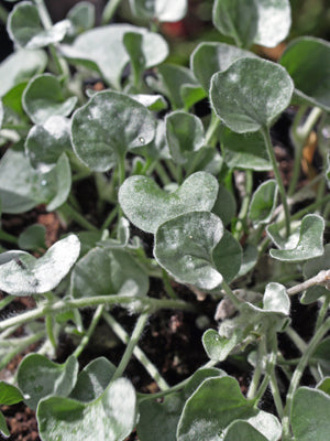 DICHONDRA ARGENTEA 'SILVER FALLS'