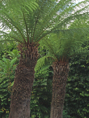 DICKSONIA ANTARCTICA