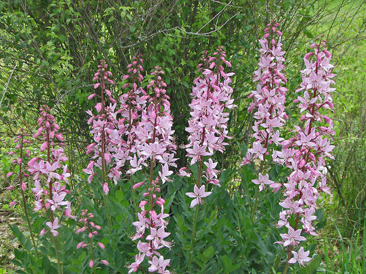 DICTAMNUS ALBUS var.PURPUREUS