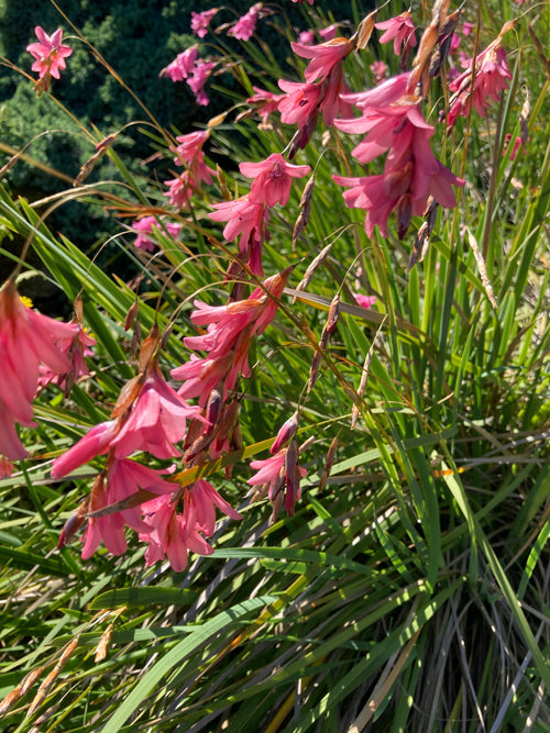 DIERAMA DRACOMONTANUM