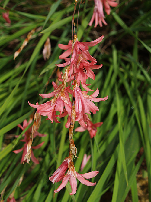 DIERAMA IGNEUM