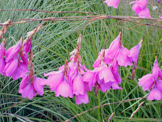 DIERAMA 'LANCELOT'