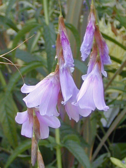 DIERAMA LATIFOLIUM