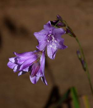 DIERAMA MEDIUM