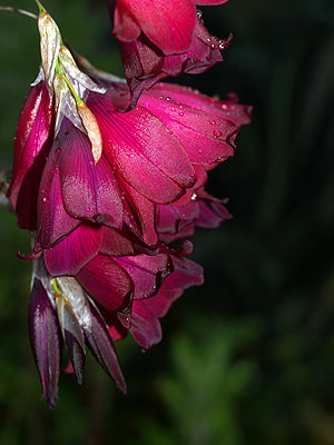 DIERAMA 'MERLIN'