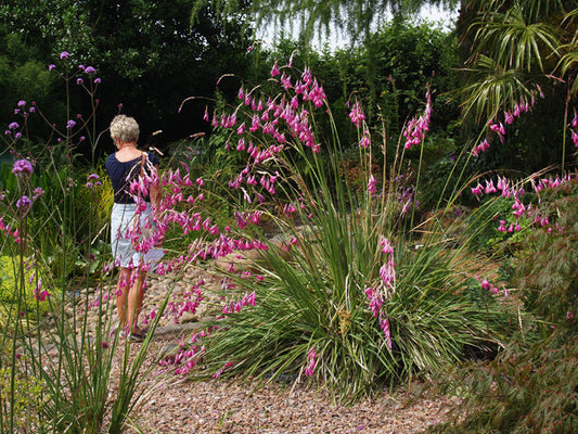 DIERAMA PULCHERRIMUM mixed
