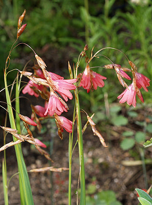 DIERAMA PENDULUM