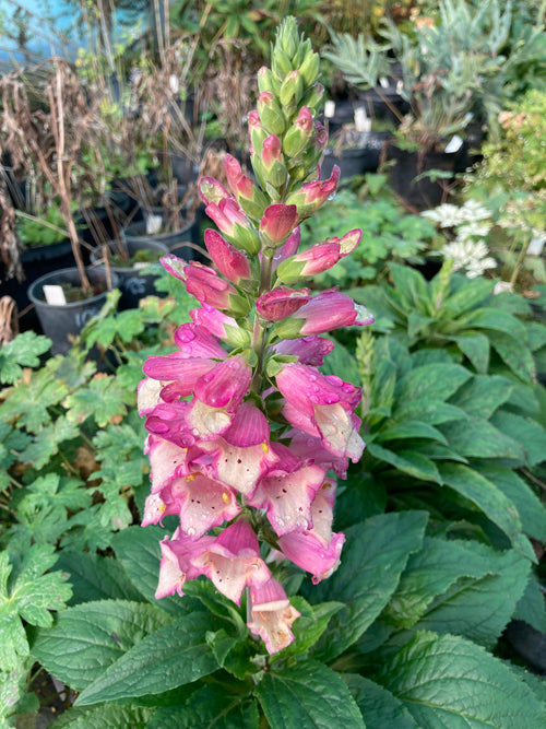 DIGITALIS 'BERRY CANARY'
