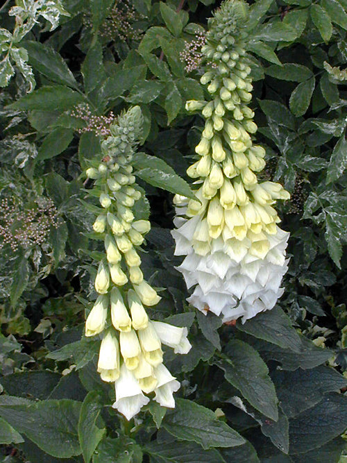 DIGITALIS 'BUTTERFINGERS'