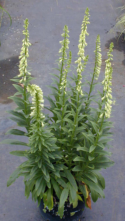 DIGITALIS CILIATA yellow form