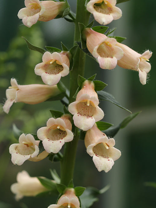 DIGITALIS 'FOXY APRICOT'