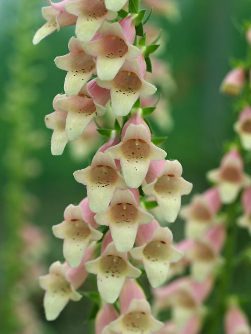 DIGITALIS 'GLORY OF ROUNDWAY'