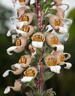 DIGITALIS LANATA