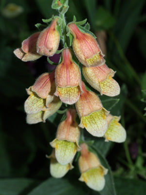 DIGITALIS 'HILL GROUNDS'