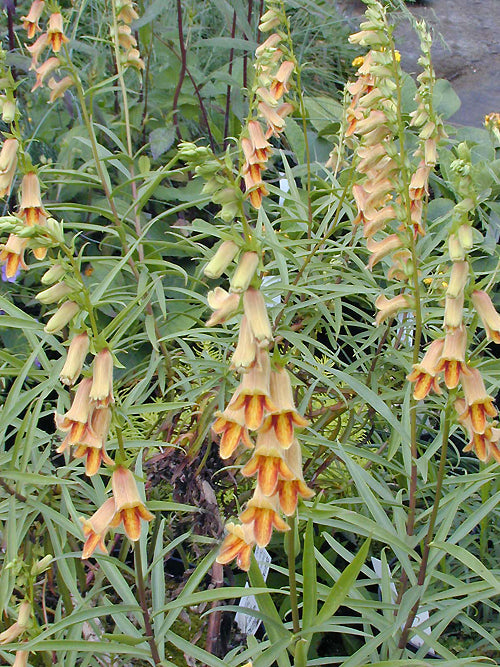 DIGITALIS OBSCURA