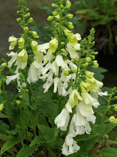 DIGITALIS PURPUREA f.ALBIFLORA 'ANNE REDETZKY'