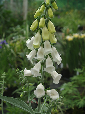 DIGITALIS PURPUREA subsp.HEYWOODII 'SILVER FOX'