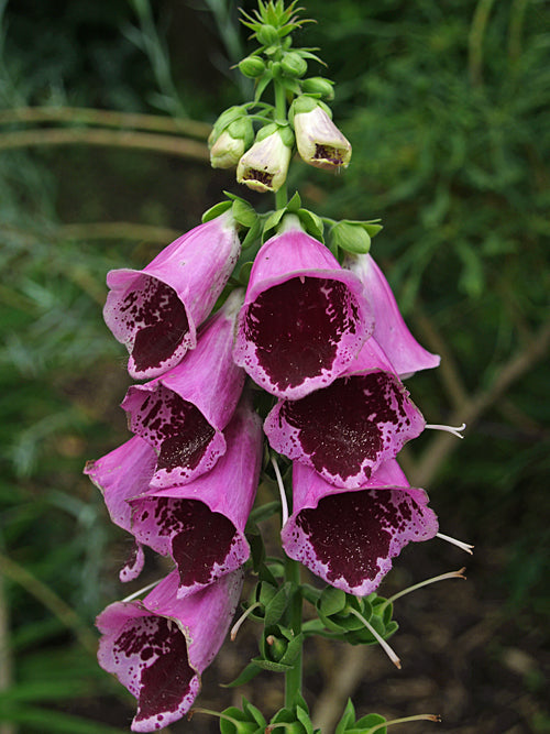 DIGITALIS PURPUREA 'SUGAR PLUM'