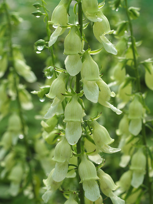 DIGITALIS LAEVIGATA f.ALBA
