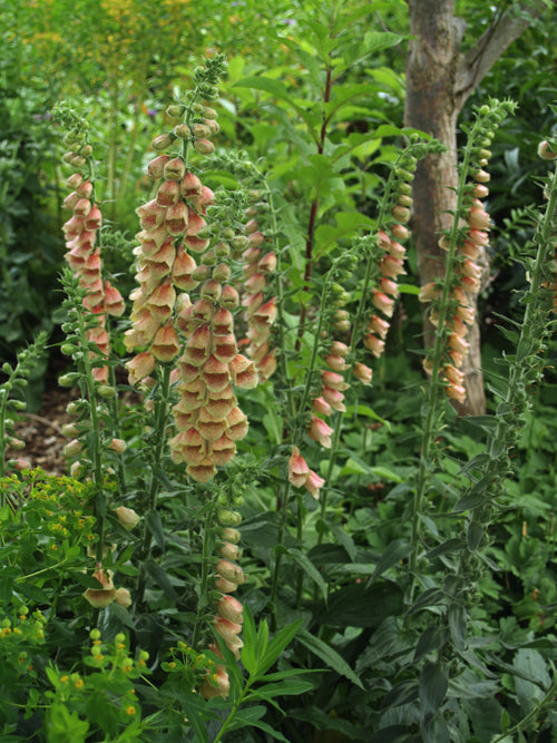 DIGITALIS 'POLKADOT POLLY'