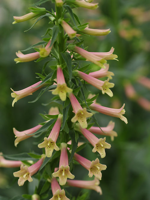 DIGITALIS 'PINK CHAPEL'