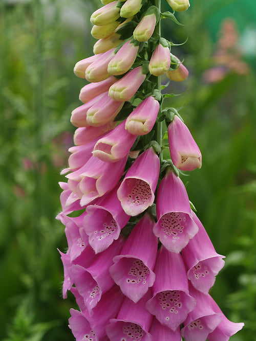 DIGITALIS PURPUREA