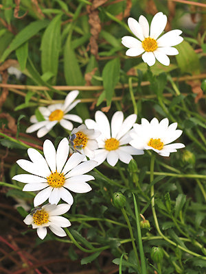 DIMORPHOTHECA CUNEATA