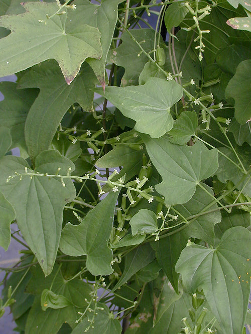 DIOSCOREA DELTOIDEA HWJCM 023