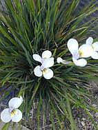 DIPLARRHENA MORAEA