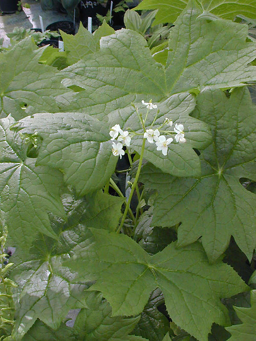 DIPHYLLEIA CYMOSA